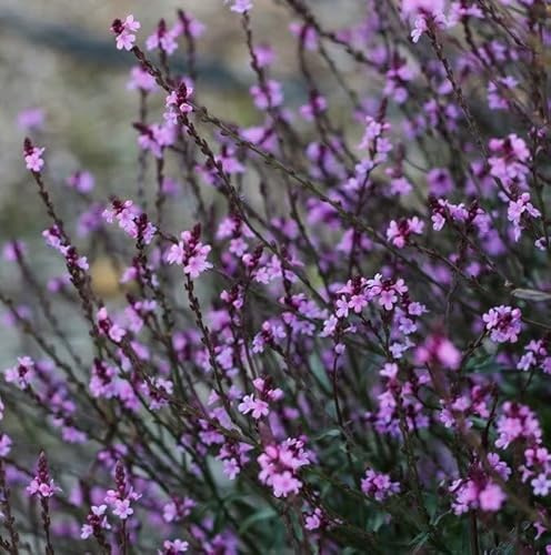 Echtes Eisenkraut - Verbena officinalis 'Bampton'- violett, frosthart