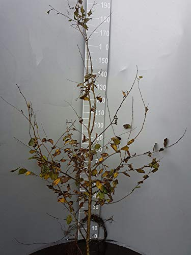 50 Hainbuchen 150-180cm frisch vom Feld Gartenhecke Heckenpflanzen Carpinus betulus Wurzelware
