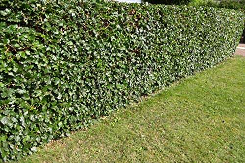 Rotbuchen 100st. 150-180cm Rotbuche Fagus sylvatica Wurzelware Heckenpflanzen