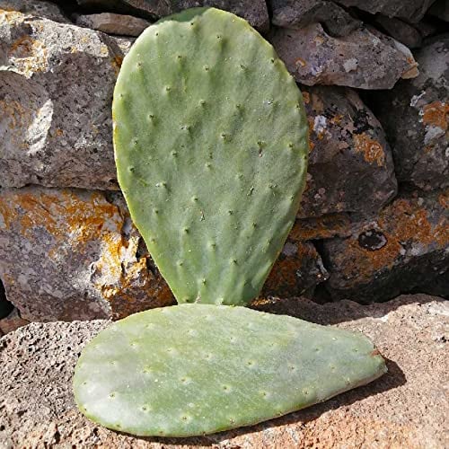Pala fico d'india extra large frutti rossi, gialli, bianchi - Opuntia ficus indica 1pz.