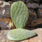 Opuntia ficus indica schneiden - prickly pear cactus - Feigenkaktus 50cm, Früchte gelb, weiß und rot 1pz
