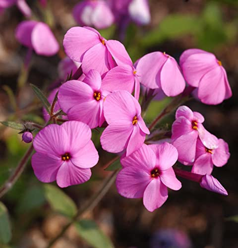 Wilder Phlox Home Fires - Phlox stolonifera - lebende Gartenpflanze aus den Baumschulen