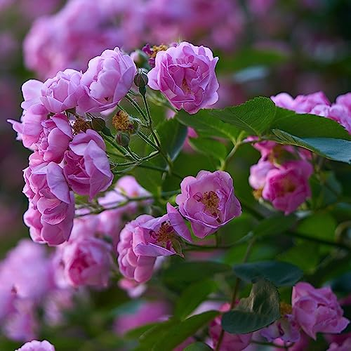 200 Pcs Rose Samen - Bodendecker Winterhart Mehrjährig Stauden Rankhilfe Rosen Pflanzen, Alte Sorten Saatgut Frühlingsblumen Seltene Pflanzen Gewächshaus Klein Fensterbank, Hochbeet