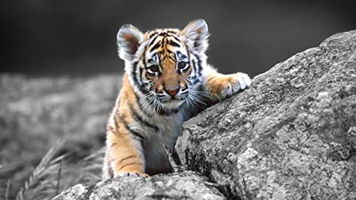 PUZZLECABIN Erwachsenen 5000 Teile Puzzle Tiger 10 Kinder 3D Puzzle Geschenk