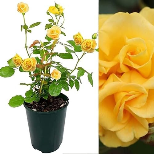 Rose Bush Precious Gold - Floribunda Yellow Rose Bush for The Garden in a 3 Litre Pot (2 Plants)