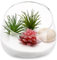 Angoily 1stk Blumenvase Herzstück Glas Terrarium Saftiger Blumenbehälter Ökologische Flasche Klare, Schräg Geschnittene Glasvase Sukkulenten-pflanzgefäß Aus Glas Mach Es Selbst Groß