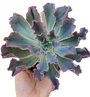 Echeveria gibbiflora Blue Waves pianta grassa rara succulenta da collezione