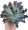 Echeveria gibbiflora Blue Waves pianta grassa rara succulenta da collezione