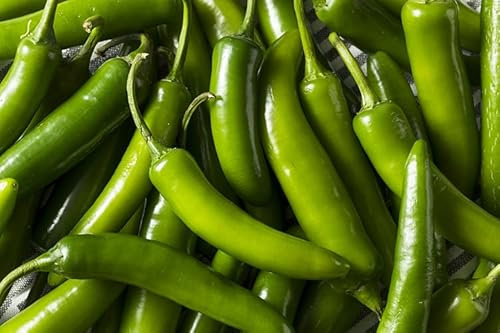 Prademir 25 Samen Chili Serrano 100% Natur | Premiumsamen | Gewächshaus | Hochbeet…