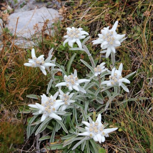 100 pcs edelweiss deko samen - topfpflanzen draußen winterhart kräuter pflanzen Leontopodium alpinum,Alpen-Edelweiß blumensamen geschenk garten geschenke für frauen balkonpflanzen