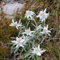 100 pcs edelweiss deko samen - topfpflanzen draußen winterhart kräuter pflanzen Leontopodium alpinum,Alpen-Edelweiß blumensamen geschenk garten geschenke für frauen balkonpflanzen