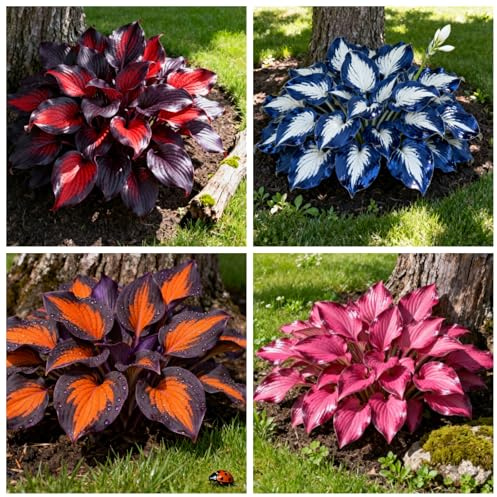 6 x PCS Hostas fáciles de cultivar, hostas perennes y hostas híbridas-6 PCS