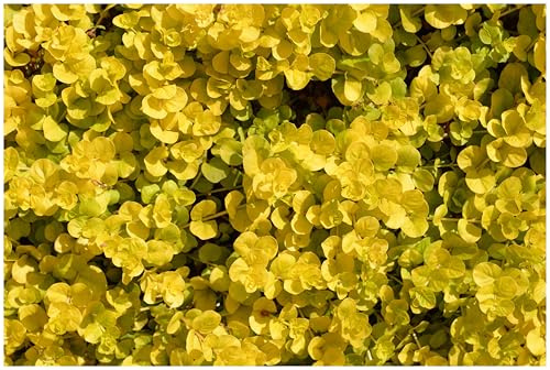 Stauden Gänge 1 x Lysimachia nummularia 'Aurea' gelbes Pfennigkraut | Gelber Bodendecker für Sonne bis Halbschatten, Blüte Mai bis Juli, mehrjährig, 9x9 cm Topf
