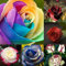 Portal Cool Semi di Fiori di Datura Semi di Piante Tropicali aromatici Angeli Bianchi Tromba 50 Pezzi s