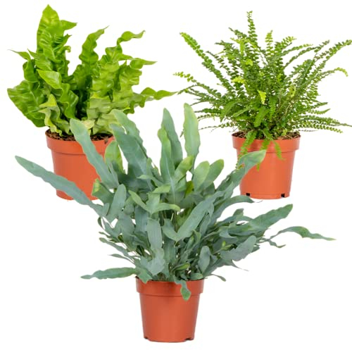 3x Luftreiniger Farn-Mix – Asplenium-Phlebodium-Nephrolepis – ⌀12 cm – ⌀25-35 cm