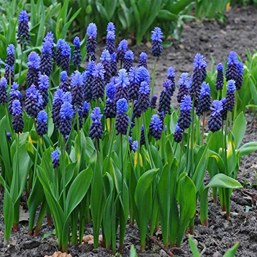 Muscari latifolium - Grape Hyacinth latifolium - 10 bulbs -