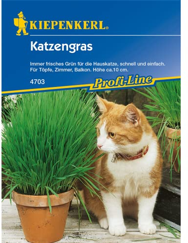 Katzengras, immer frisches Grün für die Hauskatze, schnell und einfach für Töpfe Zimmer und Balkon