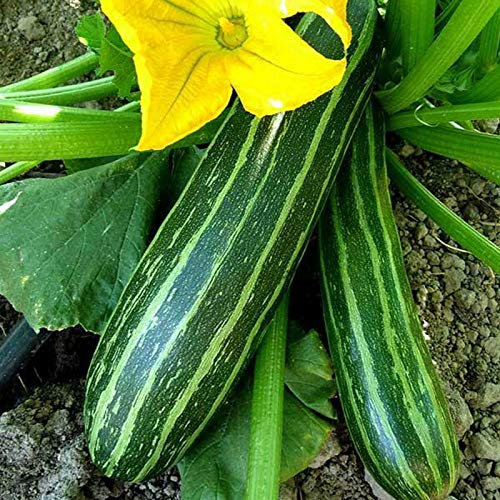 100 semillas de calabacín unids/bolsa deliciosas mini calabazas bajas en grasa, semillas verdes largas para el jardín Semillas de calabacín