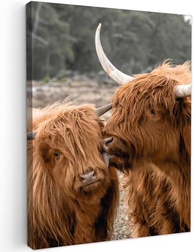 MuchoWow Leinwand Bilder, Einzigartige Wanddeko mit Rahmen, Schottische Highlander - Tiere - Liebe, Wandbilder Wohnzimmer, Deko Schlafzimmer 60x80 cm