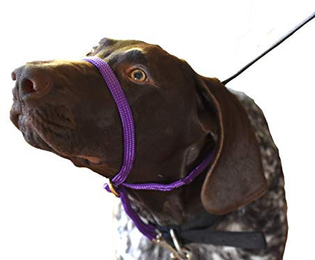 K9 Bridle - to stop your dog pulling (Medium, Purple)