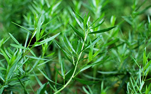 500 Graines d'Estragon - plante aromatique - herbe jardin potager - Semences Paysannes