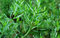 500 Graines d'Estragon - plante aromatique - herbe jardin potager - Semences Paysannes