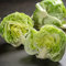 Semi Di Lattuga Invernale Lattuga Iceberg Piante Vegetali Di Agnello Copertura Del Suolo Resistente Serra Perenne Piante Di Lattuga Da Balcone Semi Di Lattuga Regalo Da Giardino 100 Semi Lattuga
