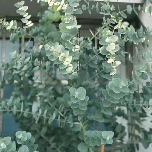 200 pcs eukalyptus pflanze winterhart samen - bonzai baum pflanzendeko eukalyptusbaum, topfpflanzen draußen winterhart gärtnern spezielle samen seltene pflanzen pflanzen für sonnige