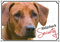 Petsigns Hundeschild Rhodesian Ridgeback - Warnschild aus Metall - uv-beständig, DIN A4