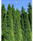 Lebensbaum Thuja Smaragd 140-160 cm. Angebot: 25 Koniferen. Thujahecke - Sichtschutz-Hecke