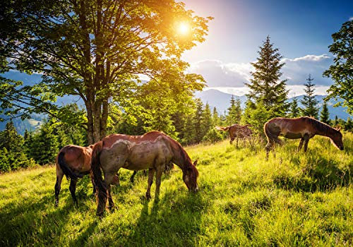 wandmotiv24 Fototapete Wiese mit Pferden, 200 x 140cm - selbstklebende Vliestapete 150g, Wanddeko, Wandbild, Wandtapete, Herde, Wald, Himmel M5727
