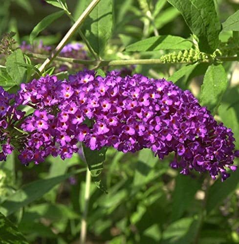 Zwerg Sommerflieder Purple Chip 30-40cm - Buddleja - Gartenpflanze