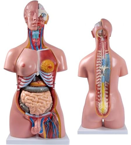 85 cm menschliches Körpermodell, Anatomietorso, 86,4 cm, Lebensgröße, Unisex-Puppe, Torso, 23 abnehmbare Teile, Bildung, Organe, Modell