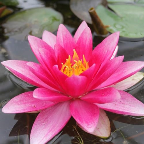 Plant Theory 3 Litre Aquatic Pot Nymphaea Attraction Water Lily Pond Plants