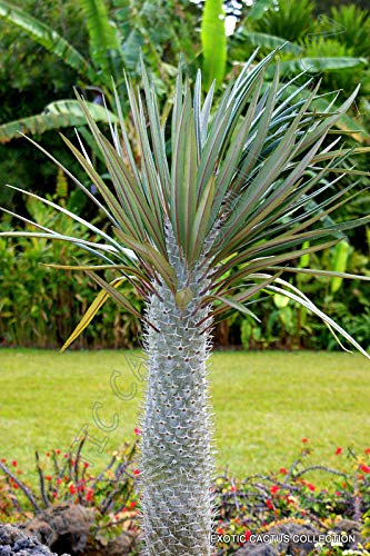 Portal Cool Pachypodium geayi Madagascar rara palmera suculento de Cactus Cactus 5 Semillas
