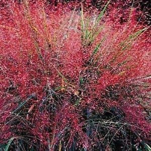 vegherb Liebes-Gras Lila Ziergräser Samen (Eragrostis Spectabilis) 120 + Seeds