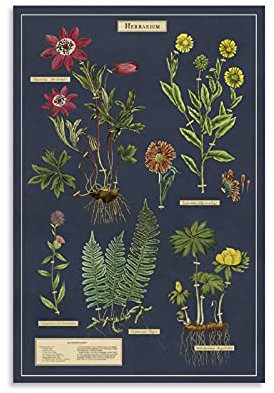 DSXZ Vintage Plant Poster Herbarium Botanical Leinwand Art Poster und Wandkunst, Bild, moderne Familie, Schlafzimmer, Dekoration, 20 x 30 cm