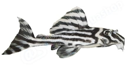 Aufkleber: Hypancistrus zebra (L 46), groß