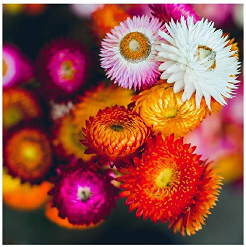 PREMIER SEEDS DIRECT - Helichrysum Straw Flower Swiss Giant Mix 2 GRAM ~ 2500 Seeds