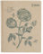RHS The Royal Horticultural Society Carnet de croquis relié 160 pages (110 g/m²), rose, A5, multicolore, pour croquis, dessin, scrapbooking, notes, idées, peinture, acrylique, aquarelle