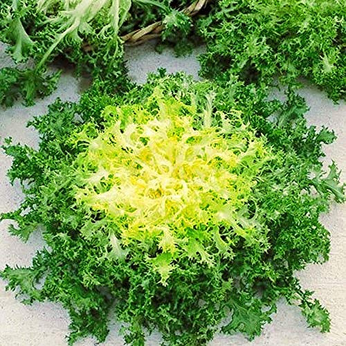 SeedsUP - 700+ Seeds Frisee Curly Endive - Salad - 50 Days - Vegetable Green