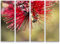 Paul Sinus Art Leinwandbilder | Bilder Leinwand 130x90cm 4 Teile Honigbiene in einer Blume