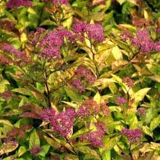 Sommerspiere 'Firelight' - Spiraea japonica 'Firelight' - 25-30 cm Topf - Rotlaubiger Blütenstrauch