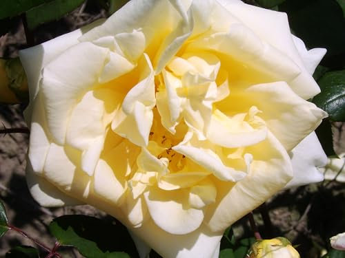 Lady Hillingdon - Climbing Rose - Yellow Blooms - 4L Potted