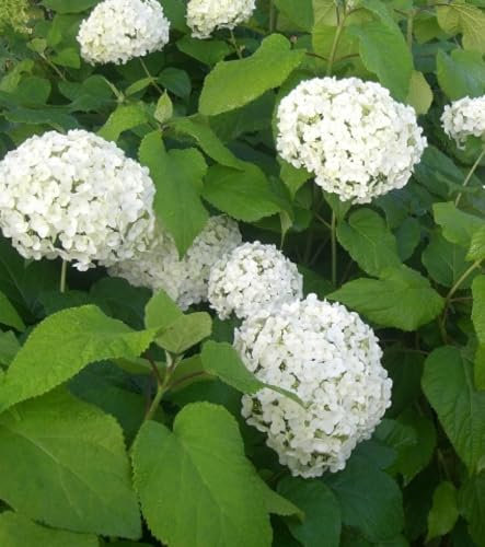 Ballhortensie Schneeball Hortensie Hydrangea arborescens 'Annabelle' 80-100 cm winterhart mehrjährig Freilandaufzucht