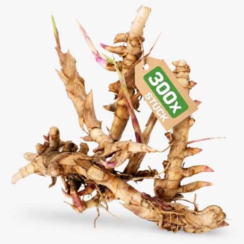 Rhizome/Wurzelstücke Elefantengras 'Miscanthus x giganteus' - schnell wachsendes Ziergras Chinaschilf als Sichtschutz & Gräserhecke für Garten & Teich - winterfest & pflegeleicht (300x)