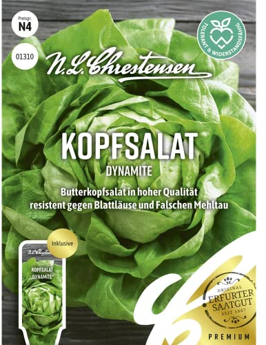 Kopfsalat Dynamite, Butterkopfsalat in hoher Qualität, Samen