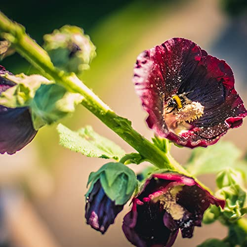 Dunkelrot Malve Samen Malve Pflanze MehrjäHrig Winterhart Malven Saatgut Blumensamen Gastgeschenk Balkonblumen Garten Wildblumensamen Blumenwiese Geschenk 200 Seeds