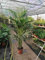 Kentia Palme 180-200 cm – Howea forsteriana Zimmerpalme – Pflegeleichte, tropische Zimmerpflanze für Zuhause und Büro
