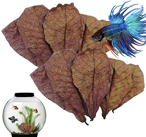 Aquarium Mandelblätter – Wasserblatt-Ergänzung, Mandelblätter für Betta-Fische, pH-Balance-Wasseraufbereiter, indische Mandelblätter für Aquarien, Schildkröten, Garnelen, Wels